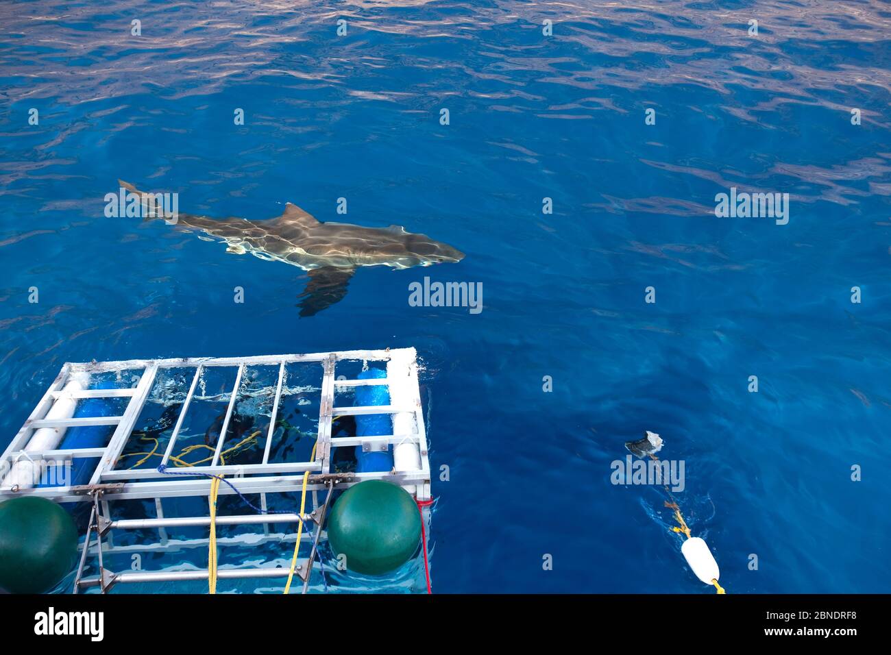 Grande squalo bianco (Carcharodon carcharias) che nuota di fronte a gabbie per immersioni subacquee, Guadalupe Island, Messico, Oceano Pacifico. Settembre 2011. Foto Stock