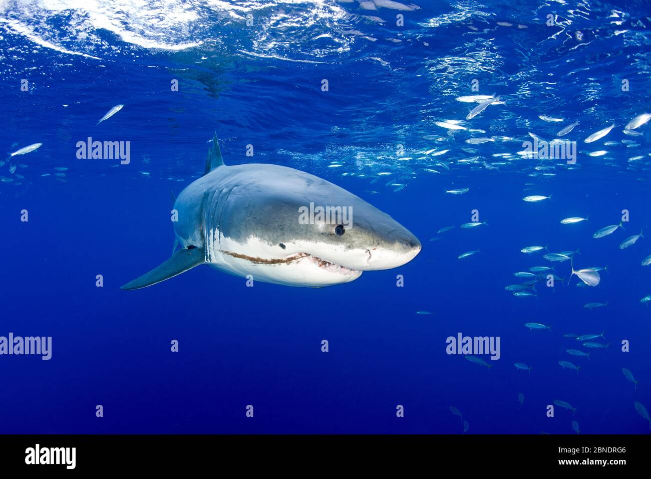 Grande squalo bianco (Carcharodon carcharias) Isola di Guadalupe, Messico, Oceano Pacifico. Foto Stock