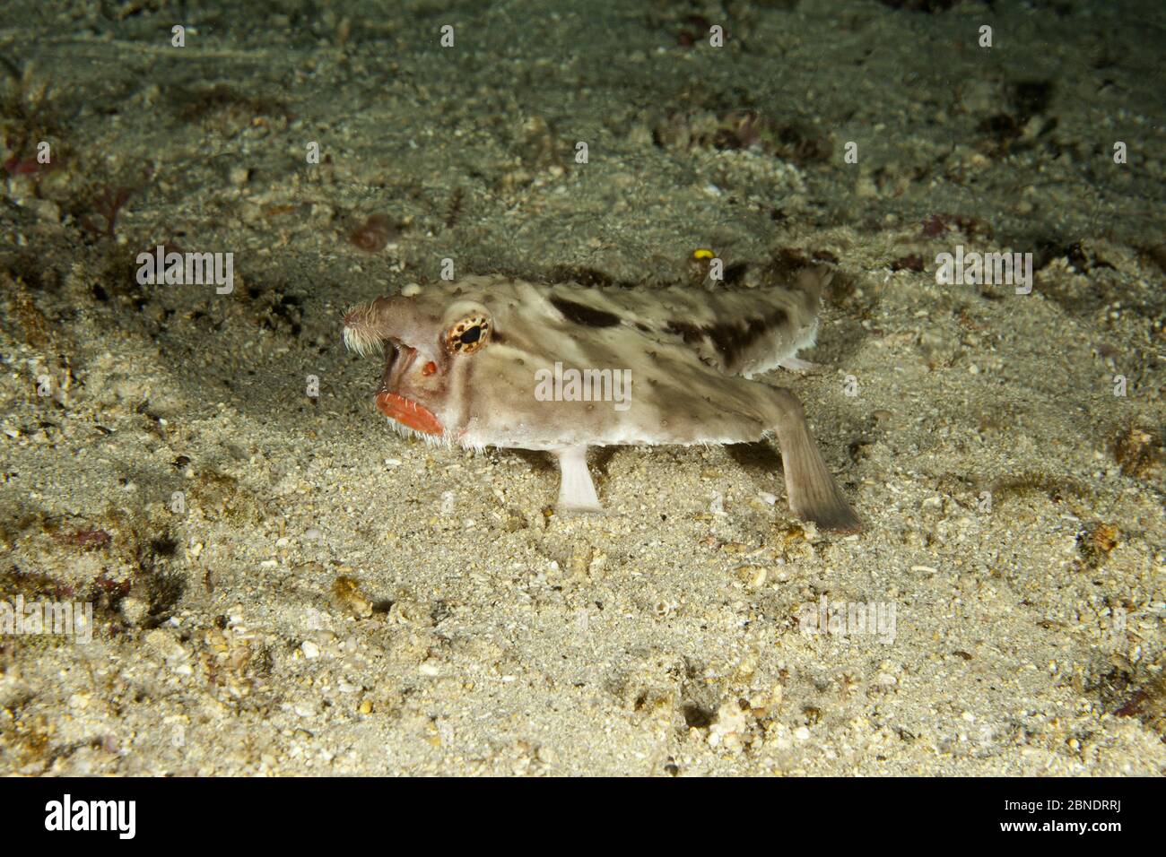 Batfish Redlip (Ogcocephalus porrettus) Parco Nazionale dell'Isola di Cocos, Costa Rica, Oceano Pacifico orientale Foto Stock