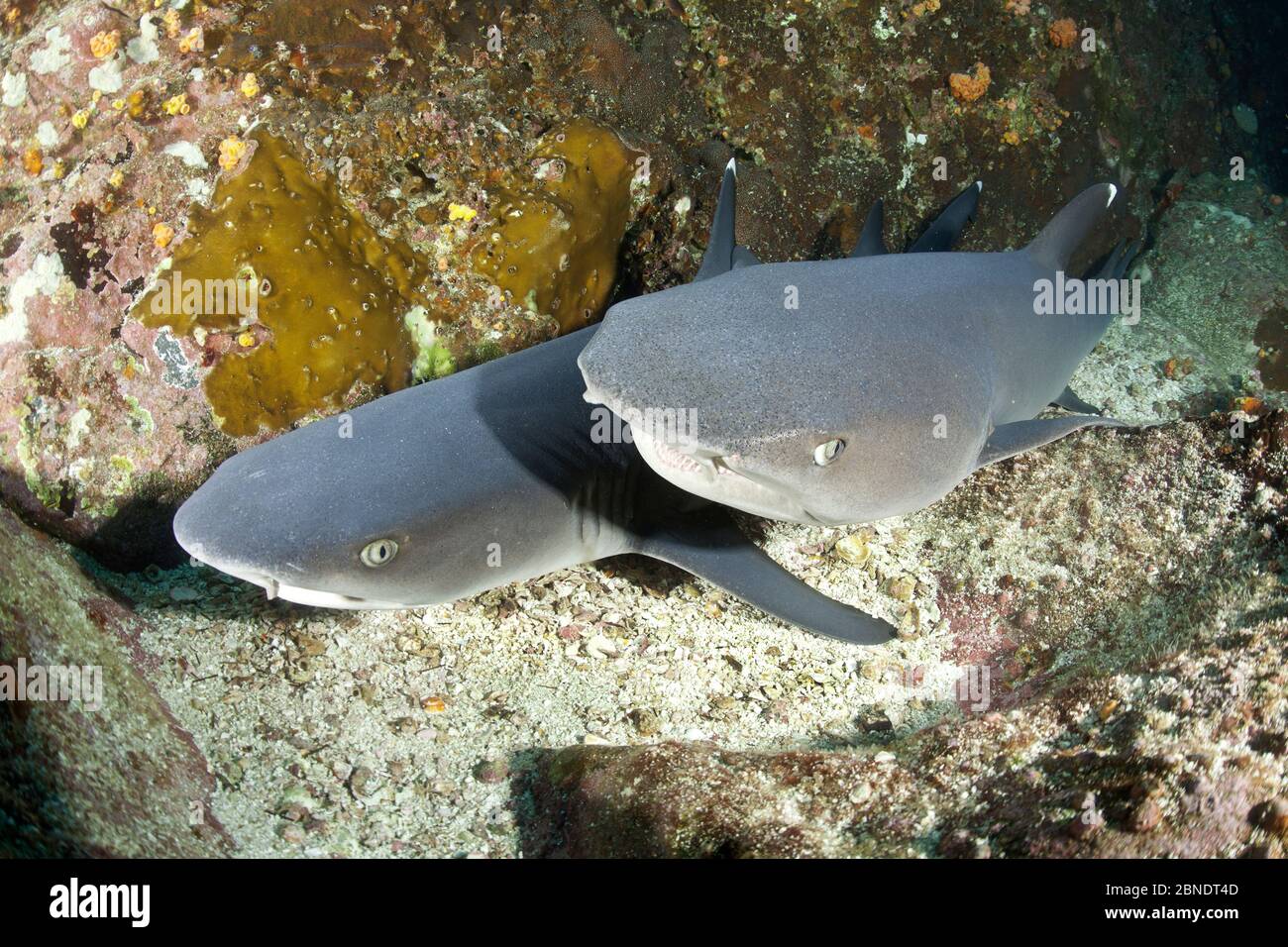 Squali di scogliera di Whitetip (Triaenodon obesus) che riposano sul fondo, Parco Nazionale di Cocos Island, Costa Rica, Oceano Pacifico orientale Foto Stock