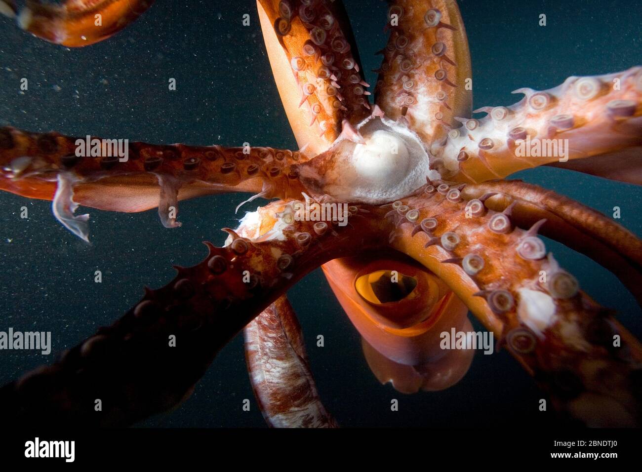 Becco e tentacoli di Humboldt calamaro (Dosidicus gigas) di notte al largo di Loreto, Mare di Cortez, Baja California, Messico, Oceano Pacifico orientale. Foto Stock