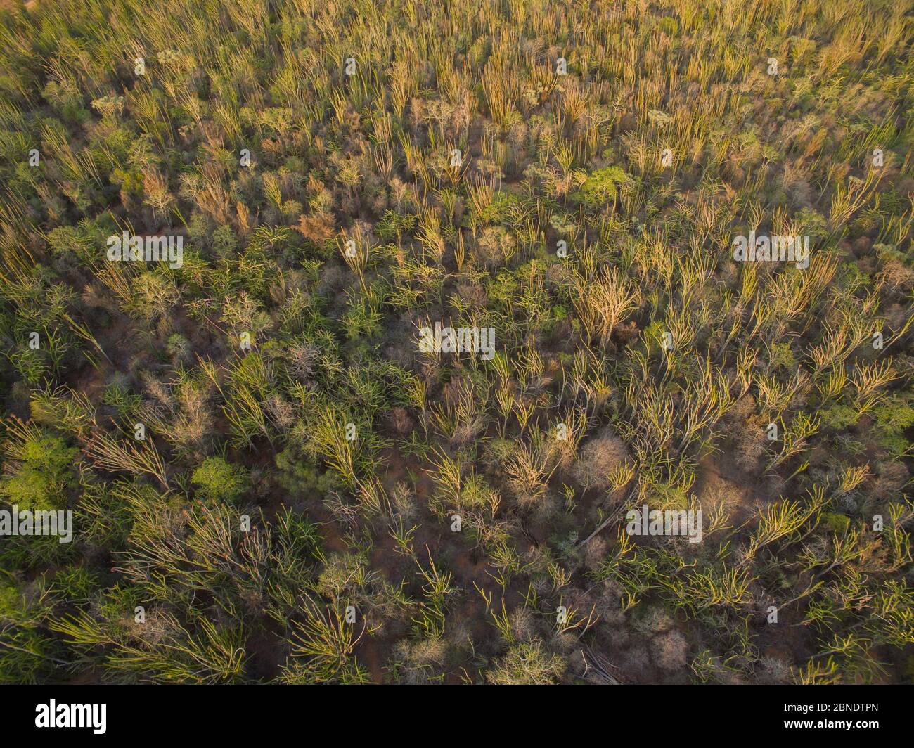 Vista aerea della foresta spinosa con il polpo alberi, (Didiera madagascariensis) Berenty, Madagascar, ottobre 2015. Foto Stock