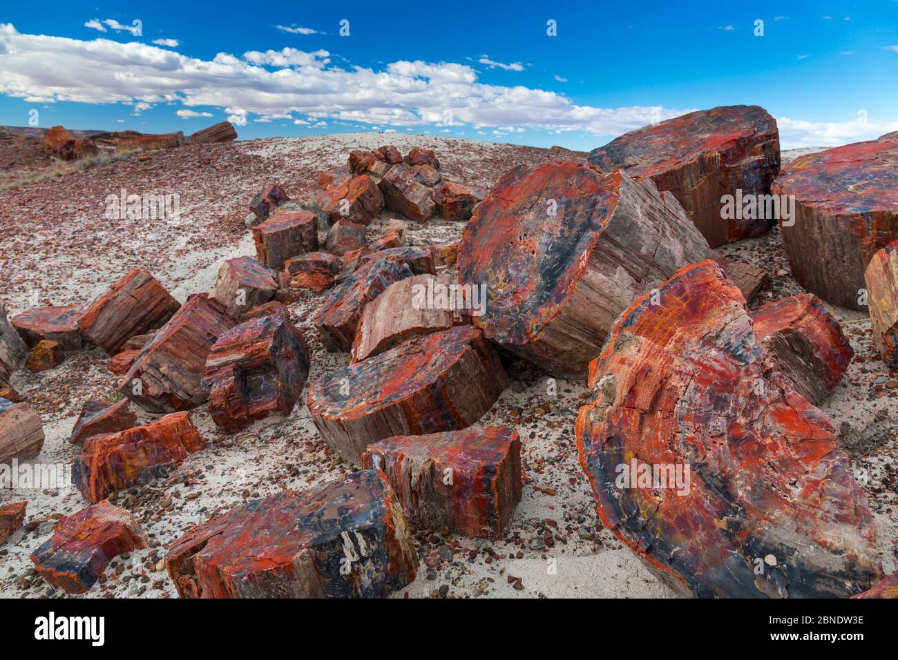 Pezzi di alberi pietrificato / legno, Parco Nazionale della Foresta Pietrificata, Arizona, Stati Uniti d'America, febbraio 2015. Foto Stock