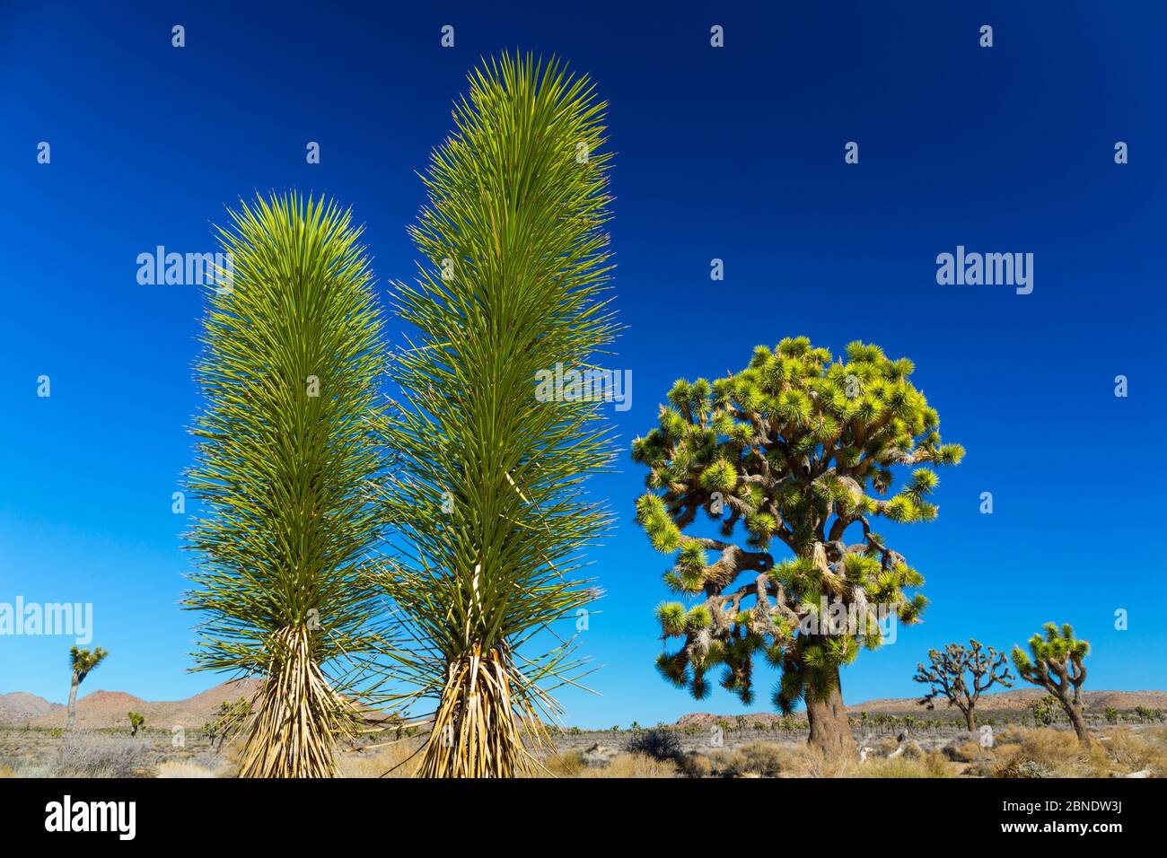 Joshua tree (Yucca brevifolia) alberelli e alberi più grandi, Joshua Tree National Park, California, Stati Uniti d'America, febbraio 2015. Foto Stock