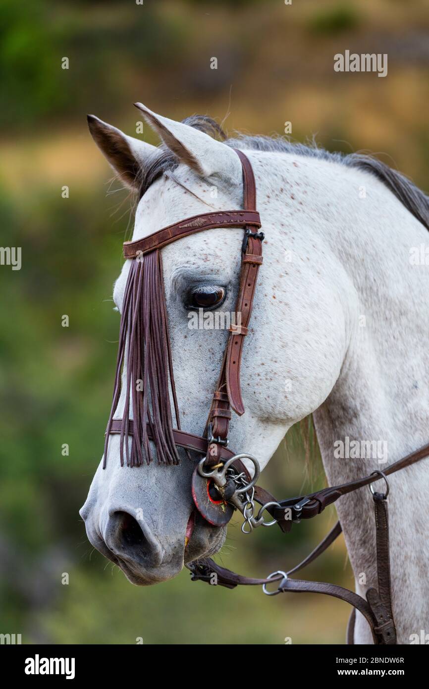 Ritratto di un cavallo che indossa briglie, Sierra de Gredos, Avila, Castiglia e Leon, Spagna. Foto Stock