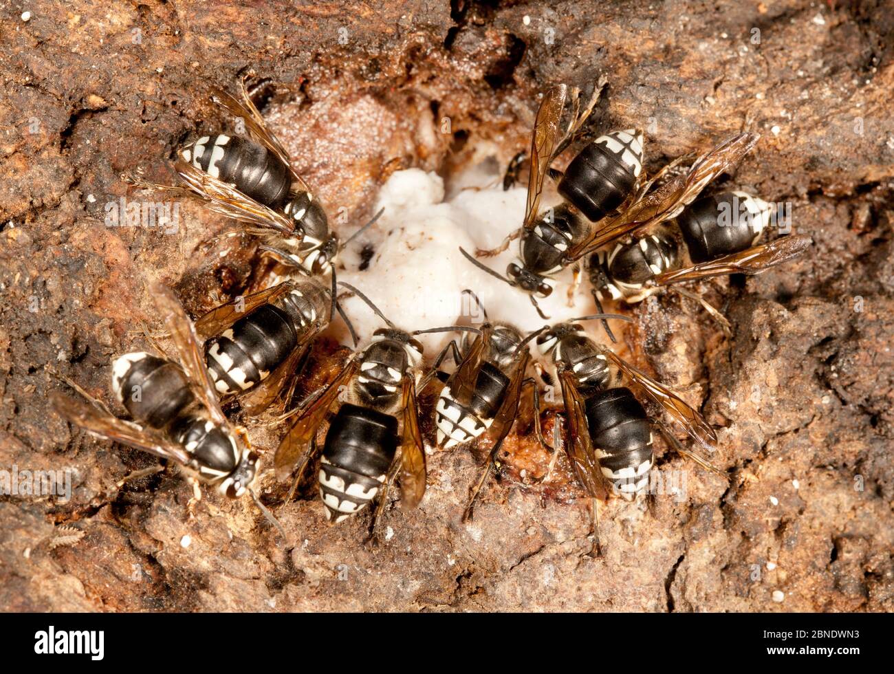 Calvo-faced hornets (Dolichovespula maculata) intorno al flusso alcolico, una malattia correlata allo stress che causa schiuma come sap a sanguinare dalle ferite nella barra Foto Stock