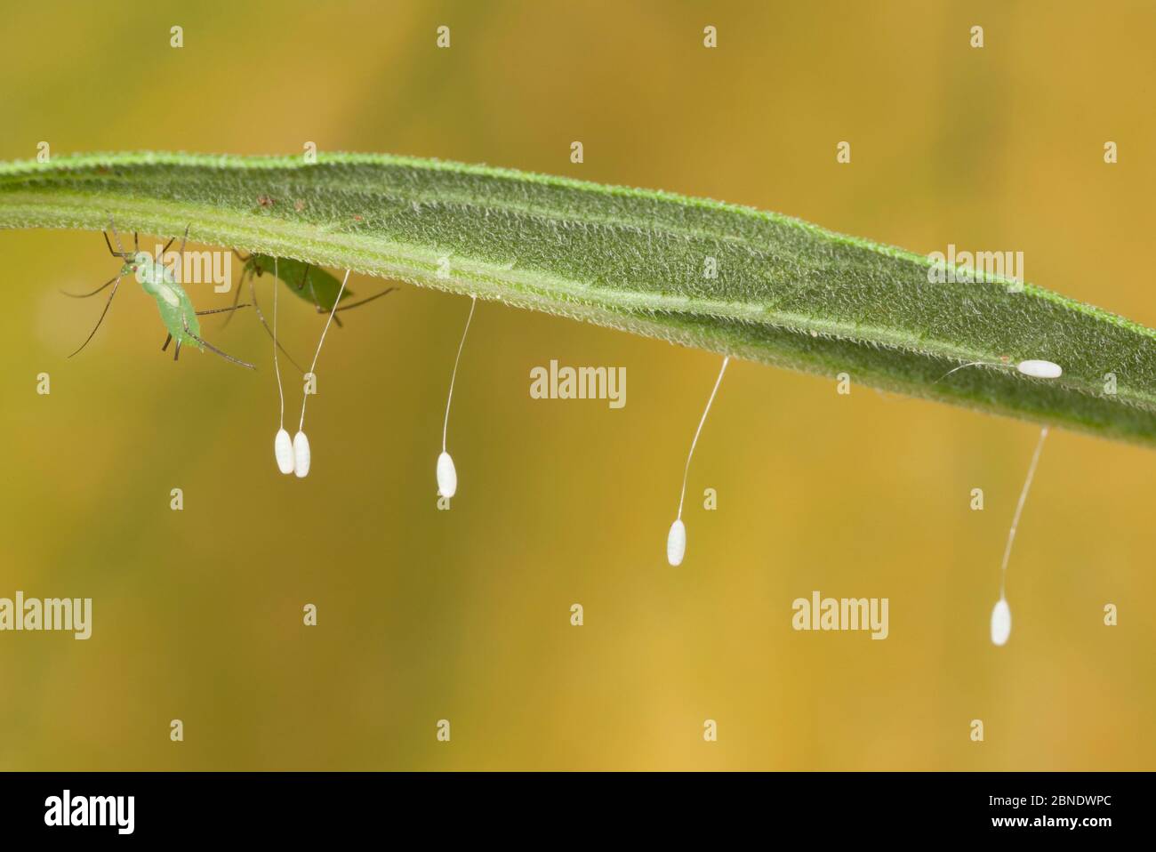 Uova di lacewing verdi (Chrysopidae) depositate su foglia di oro, Philadelphia, Pennsylvania, USA. Luglio. Foto Stock