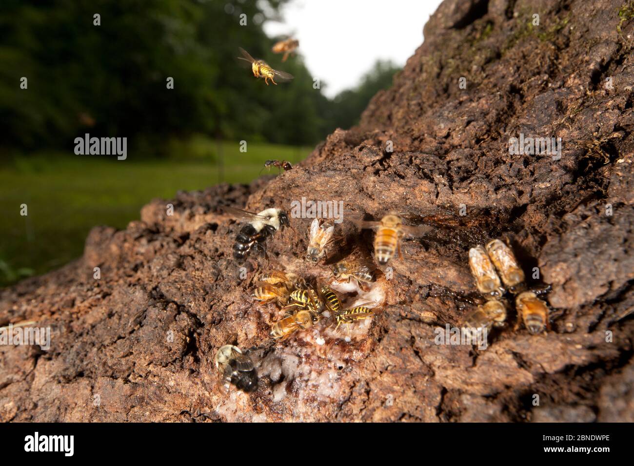 Api mellifere (Apis melifera) bumblebee (Bombus) e vespe intorno al flusso alcolico, una malattia correlata allo stress che causa schiuma come linfa a sanguinare da ferite Foto Stock