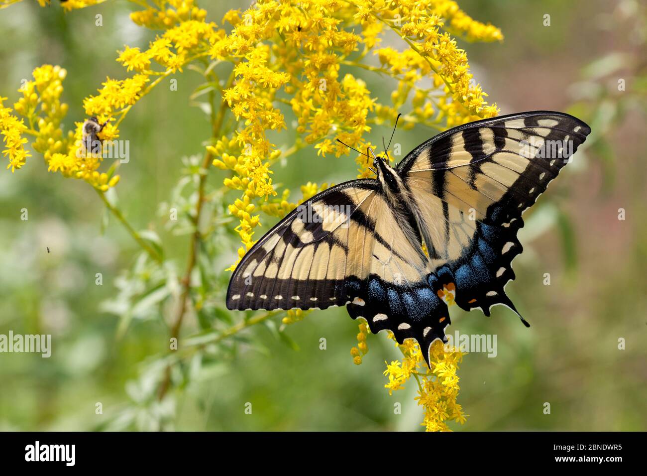 Coda di palma della tigre orientale (Papilio glaucus) sul primo goldendrod, French Creek state Park, Pennsylvania, USA, agosto. Foto Stock