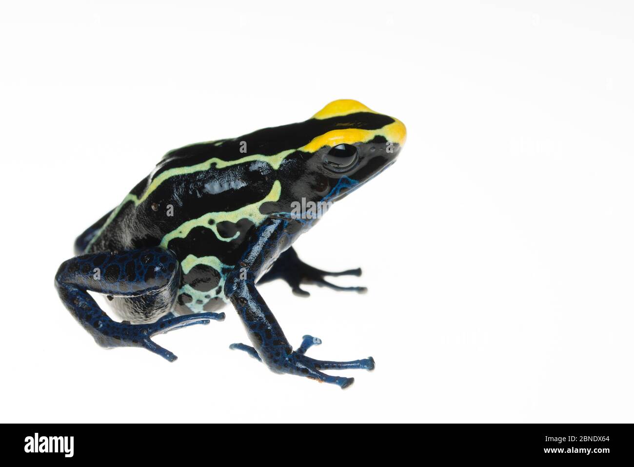 La rana di freccia di veleno di tintura (Dendrobates tinctorius) cattività, si verifica nello scudo della Guiana del Sud America. Foto Stock