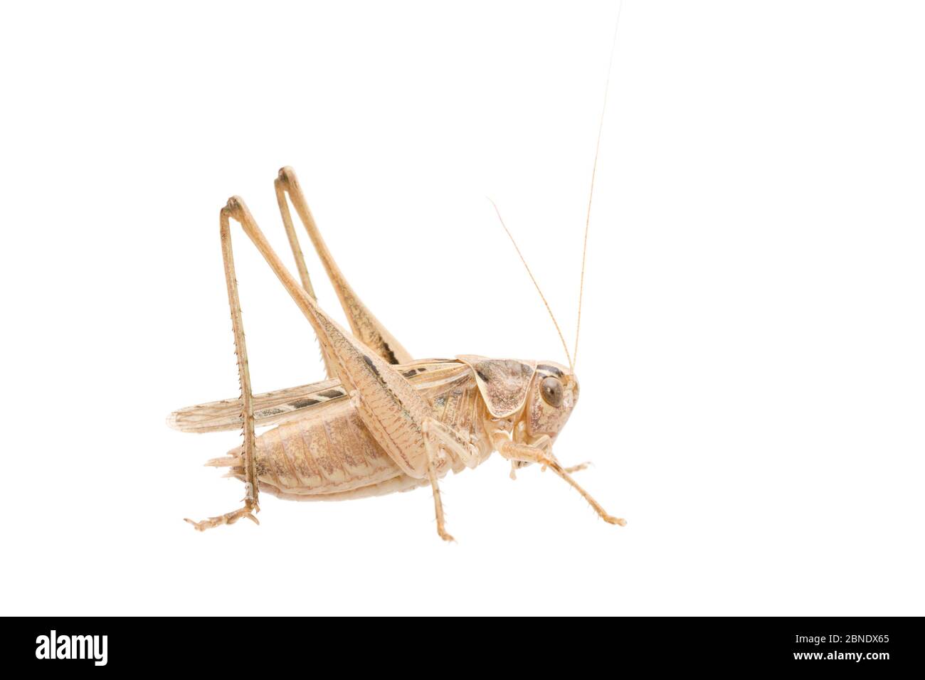 Bush-cricket (Tessellana tessellata) maschio, Francia, luglio, progetto Meetyourneighbors.net Foto Stock