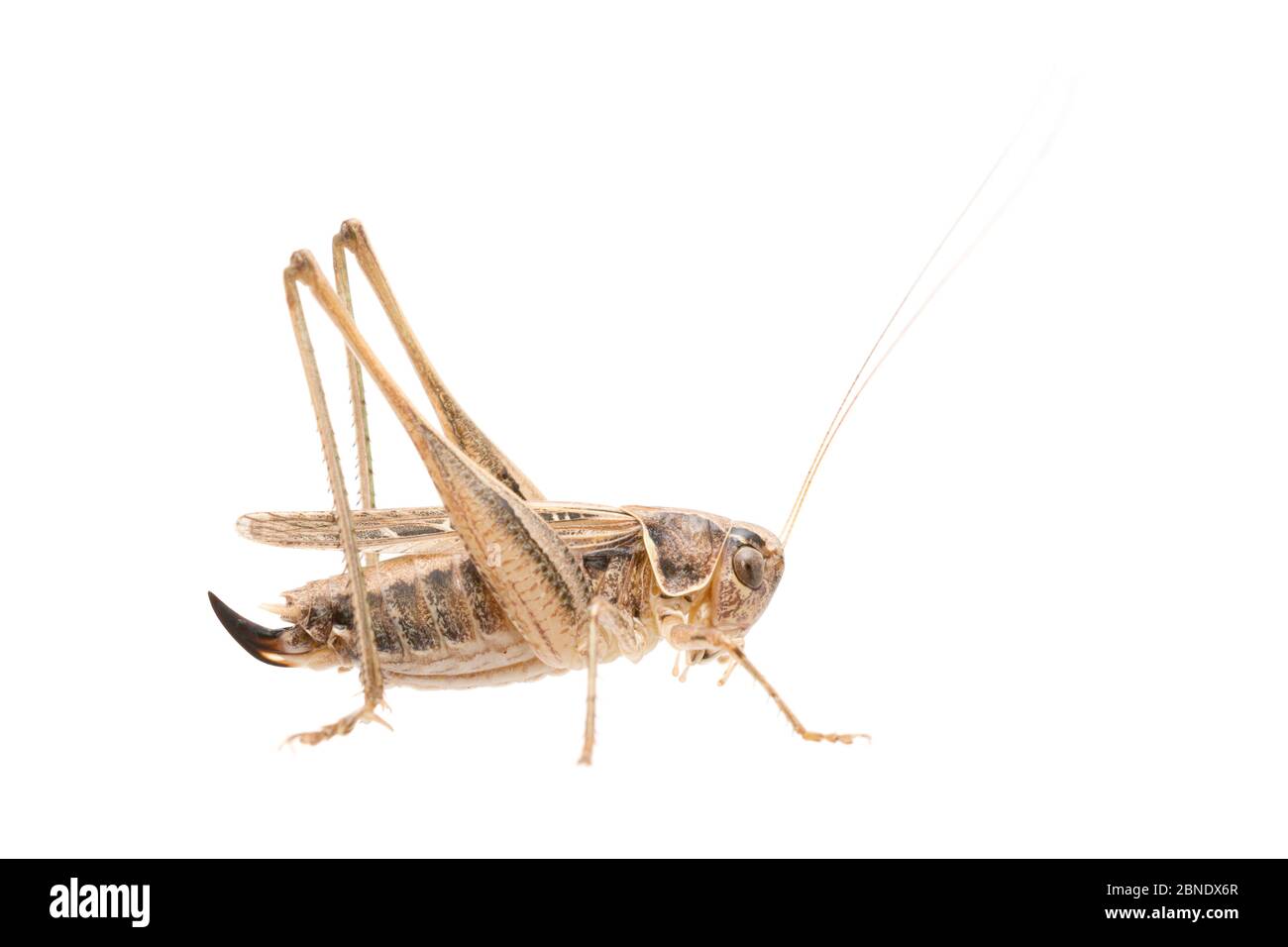 Bush-cricket (Tessellana tessellata) femmina, Francia, luglio, Meetyourneighbors.net progetto Foto Stock