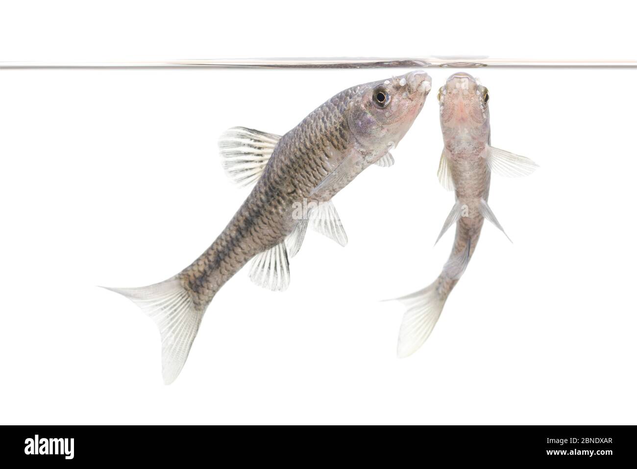 Topmouth gudgeon (Pseudorasbora parva) due adulti, i Paesi Bassi, giugno, Meetyourneighbors.net progetto Foto Stock