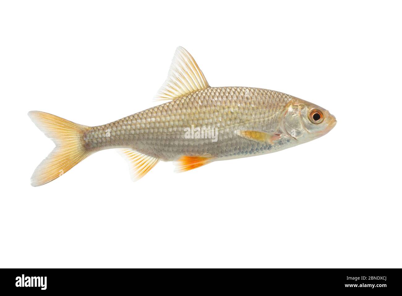 Comune roach (Rutilus rutilus) adulto, Paesi Bassi, ottobre, Meetyourneighbors.net progetto Foto Stock