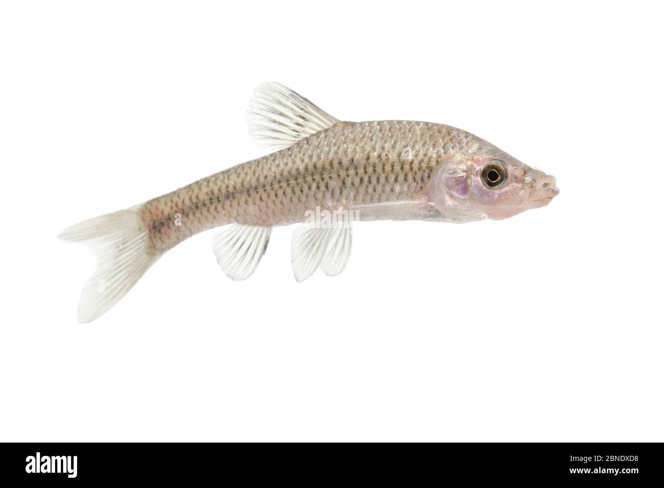 Topmouth gudgeon (Pseudorasbora parva) adulto, Paesi Bassi, giugno, Meetyourneighbors.net progetto Foto Stock