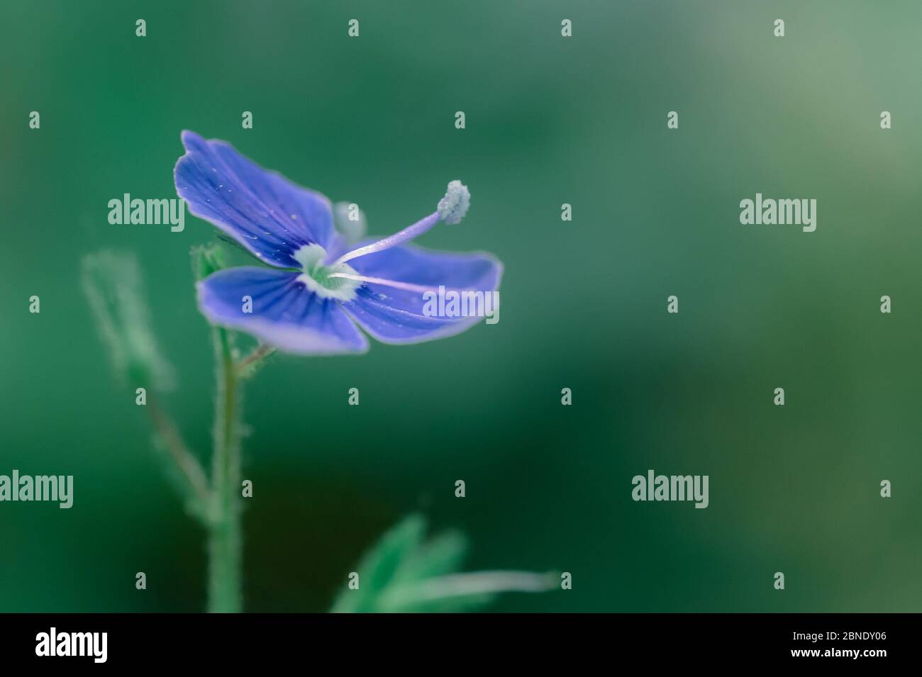 Fiore speedwell con occhio d'uccello, Veronica chamaedrys primo piano, morbido backgronud Foto Stock