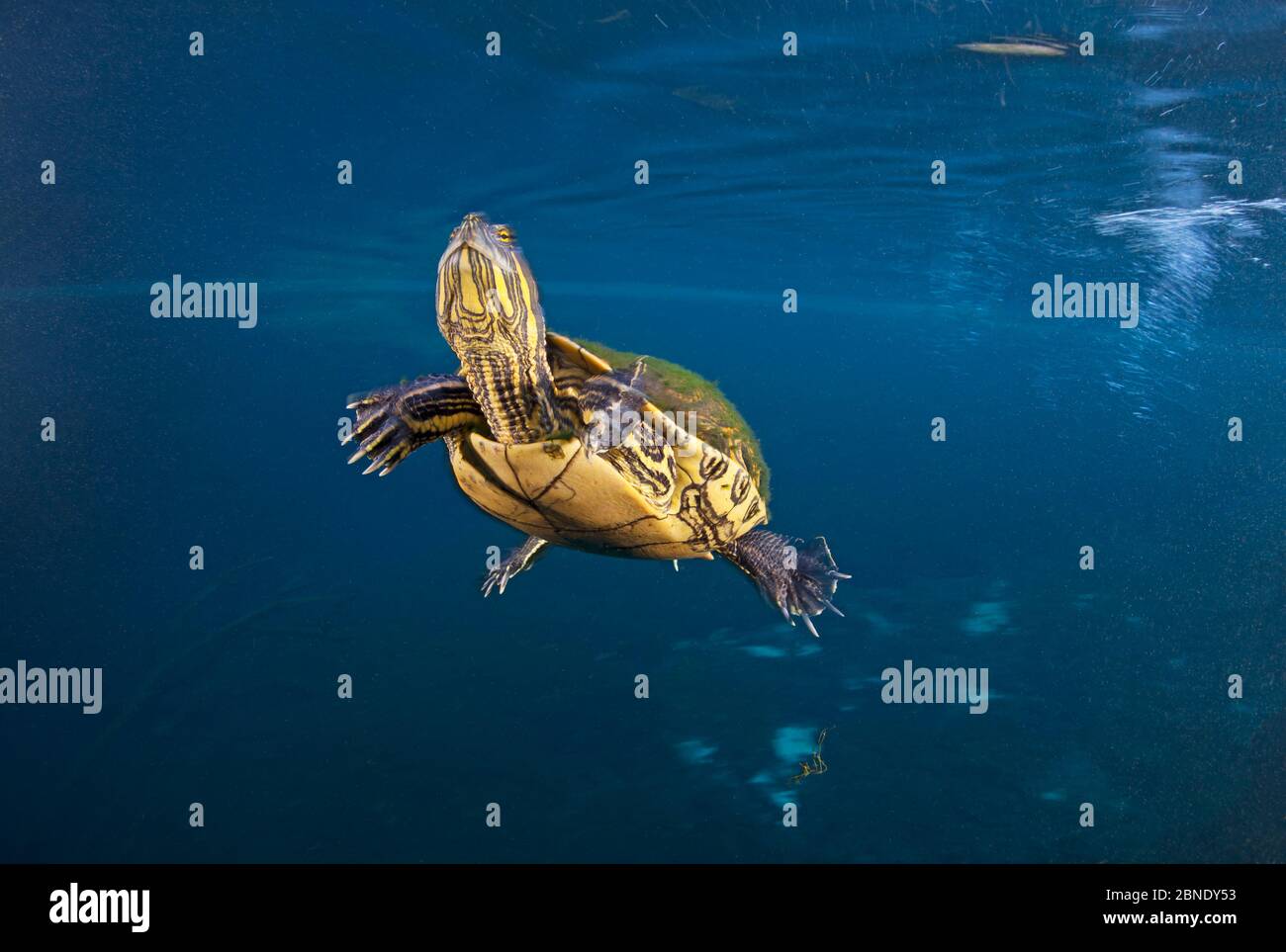 Tartaruga/terrapina (Trachemys scripta venusta) in sinkhole, Cenote Carwash, vicino a Tulum, Penisola dello Yucatan, Messico, gennaio Foto Stock