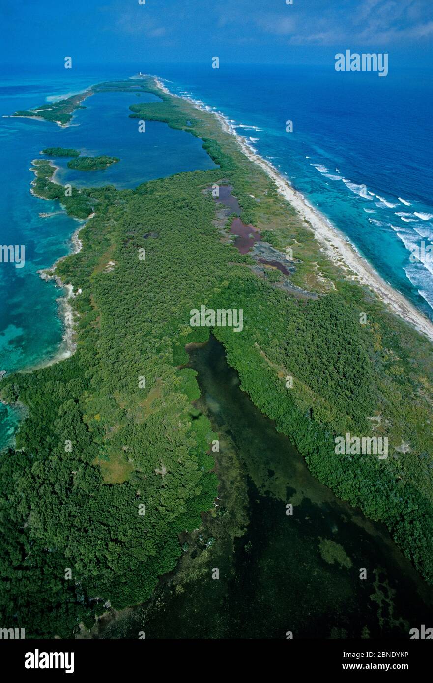 Vista aerea della foresta di mangrovie rosse (rizophora mangle), del Parco Nazionale dell'Isola Contoy, del sistema Mesoamericano Reef, vicino a Cancun, Mar dei Caraibi, Messico, Jan Foto Stock