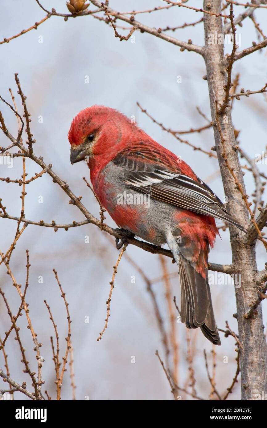 Pino grossbeak (Pinicola enuncleator) maschio adulto Churchill, Manitoba, Canada, maggio. Foto Stock