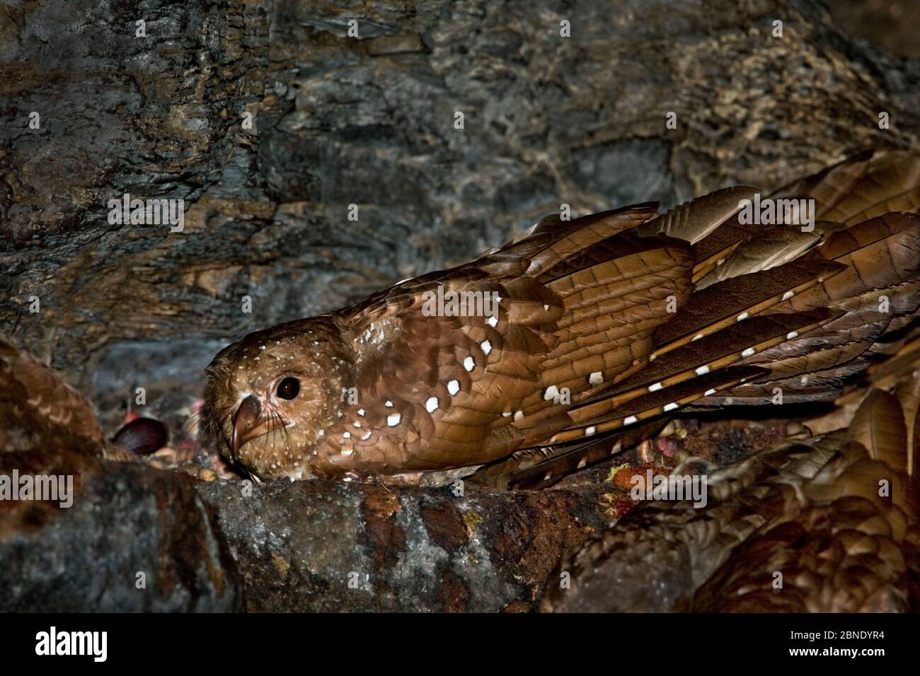 Oilbird (Steatornis caripensis) adulto in nidificazione/rosting grotta. Centro di campo ASA Wright, Trinidad Foto Stock