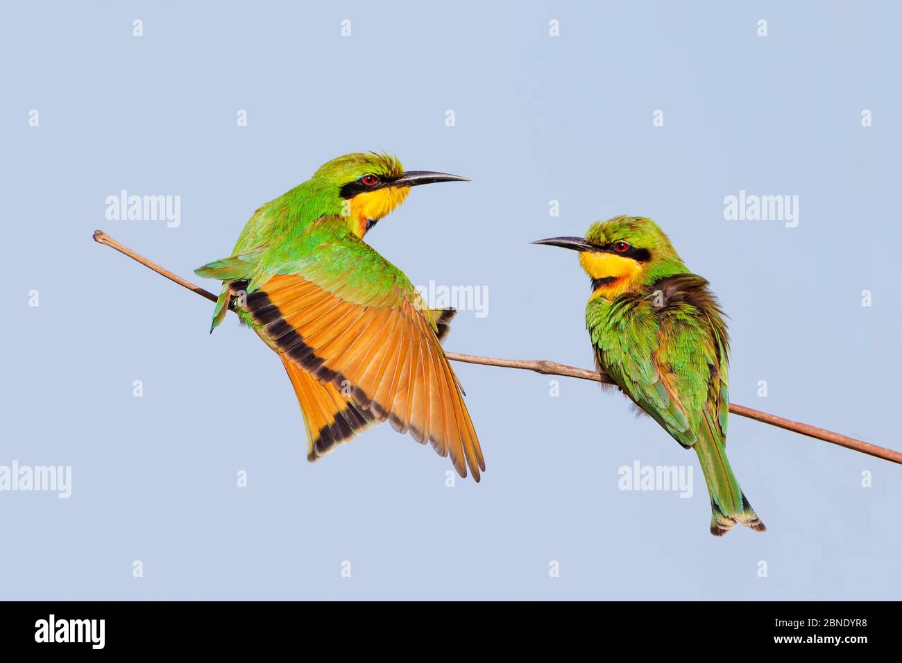 Piccolo ape-mangiatore (Pusillus di Merops) adulti arroccati, Kotu, la Gambia. Foto Stock