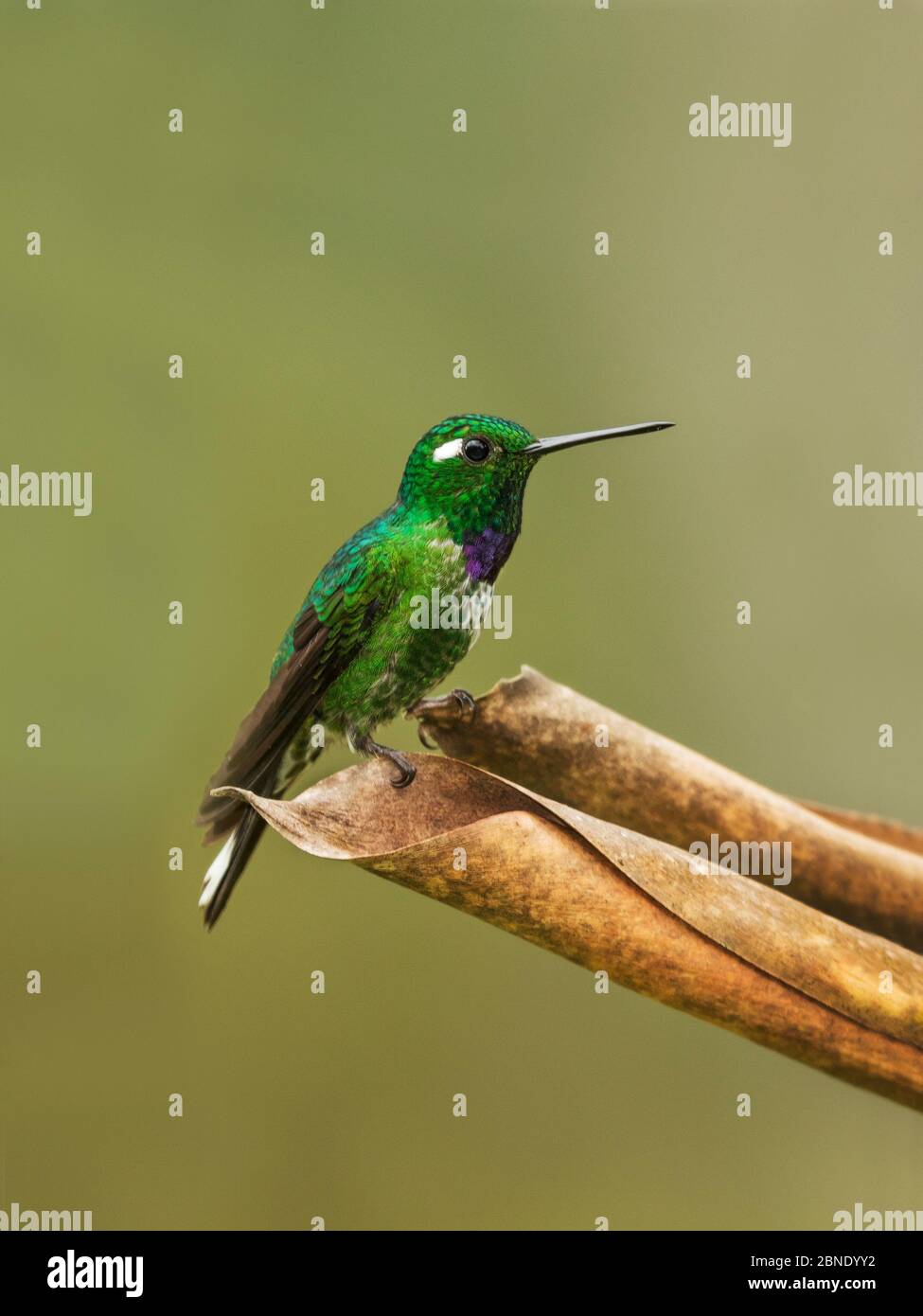 Uccello mummingbird (Urostitte benjamini) uccello mummingbird maschio, Mindo, Ecuador. Foto Stock
