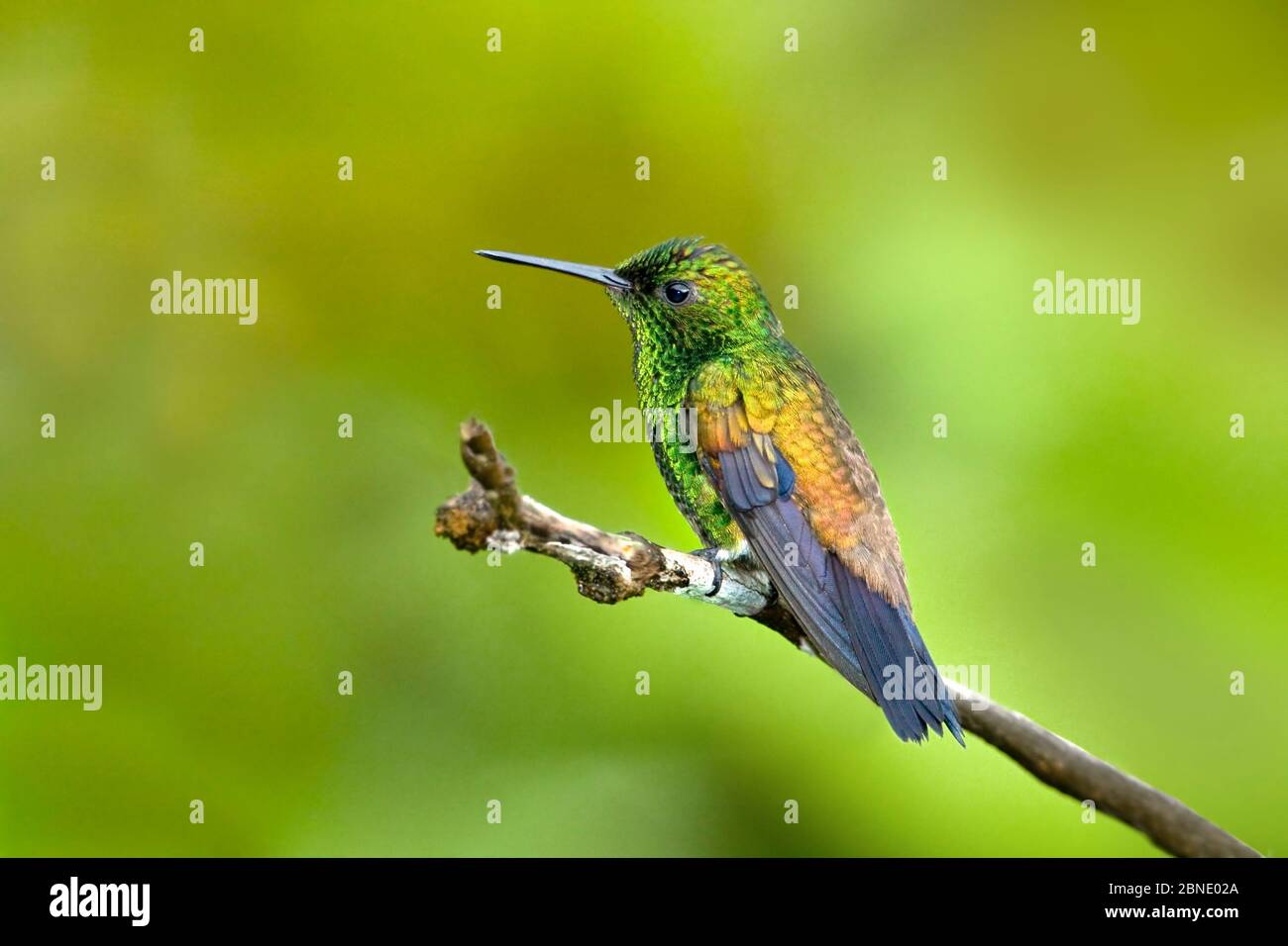 Colibrì di rame (Amazilia tobaci erythronotus) adulto, Asa Wright, Trinidad. Foto Stock