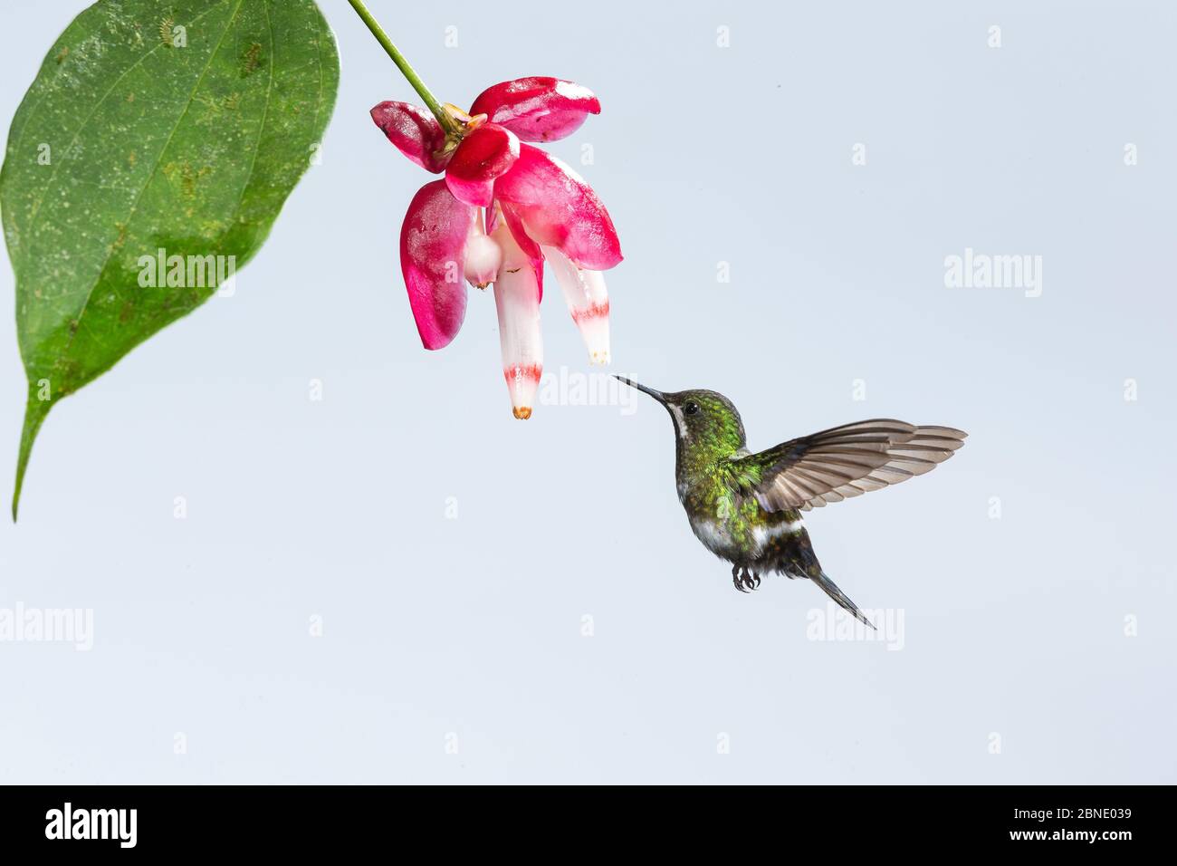 Uccello gobbo di coda di verde (Discosura conversii) uccello gobbo che si nutra a fiore, Milpe, Ecuador Foto Stock