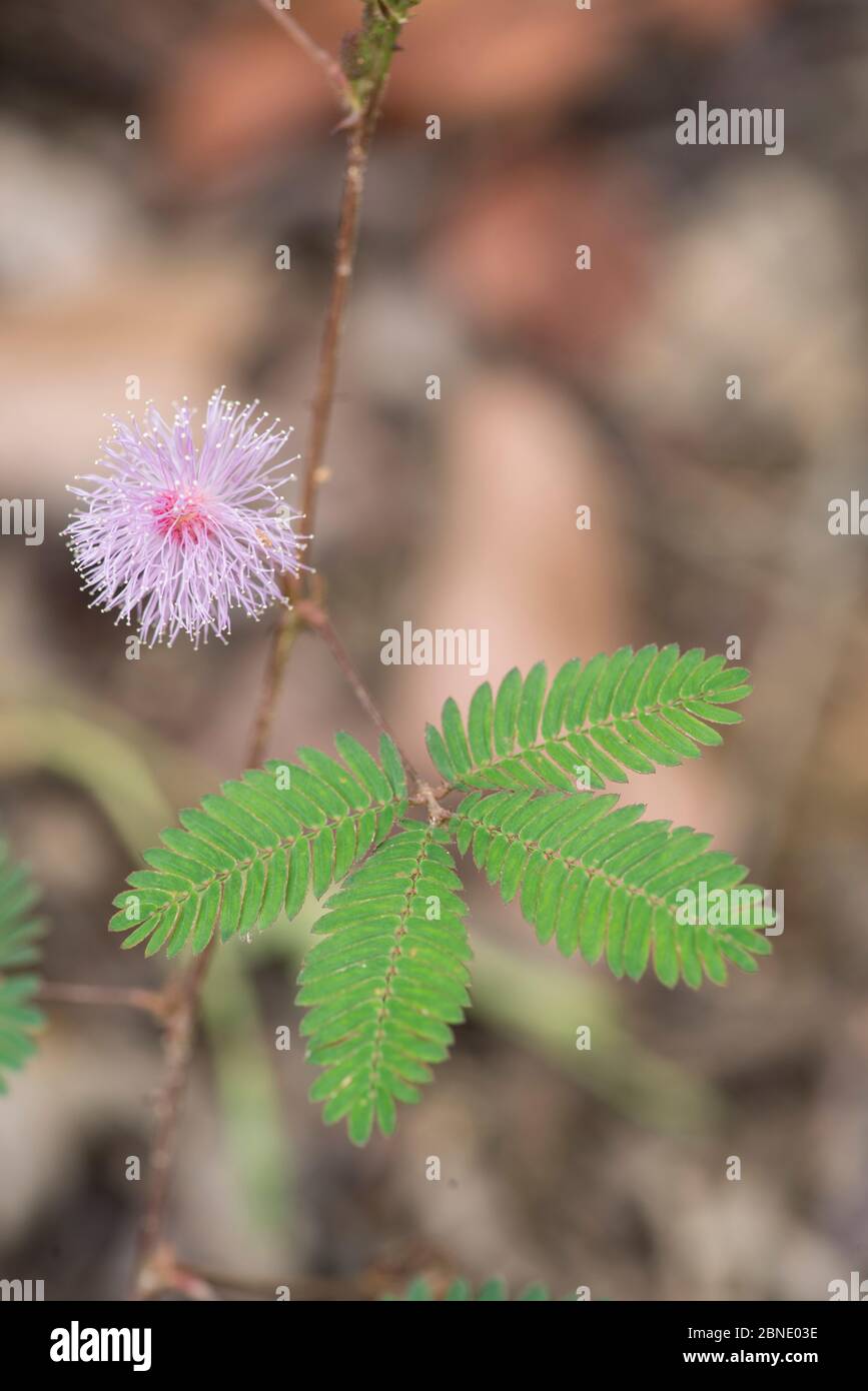 Pianta sensibile (Mimosa pudica) con foglie aperte. Sabah, Borneo. Sequenza 1 di 2 Foto Stock