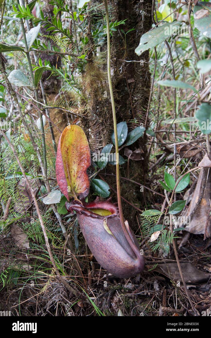 Impianto di caraffa (Nepenthes rajah) Monte Kinabalu, Sabah, Borneo. Foto Stock