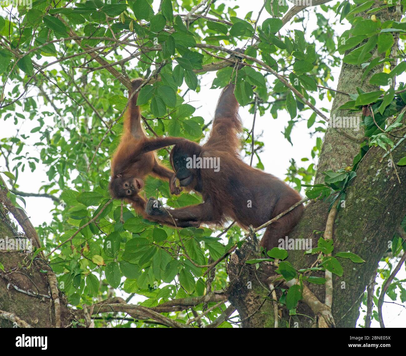 Orangutan borneano (Pongo pygmaeus) madre in albero con bambino appeso da ramo, valle di Danum, Sabah, Borneo. Foto Stock