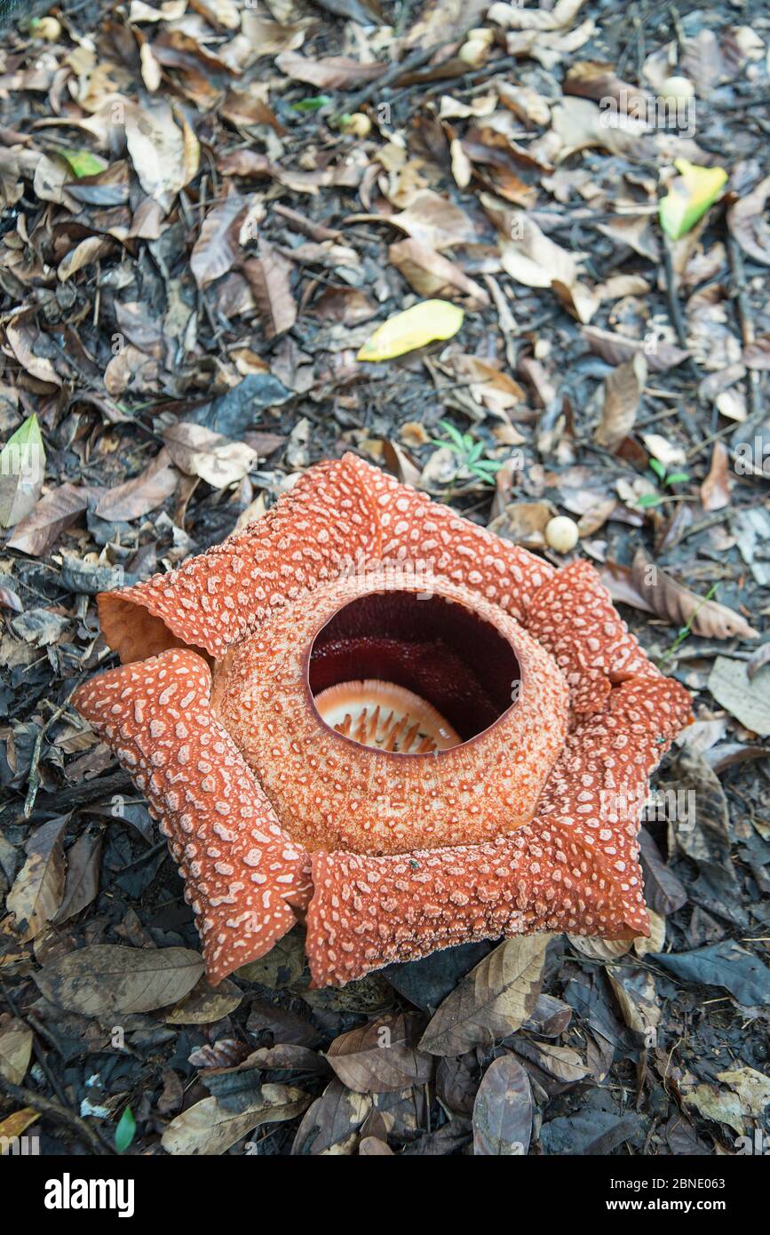 Rafflesia (Rafflesia keithii) fiore, Sabah, Borneo. Foto Stock