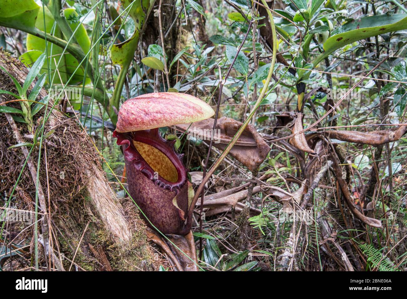 Impianto di caraffa (Nepenthes rajah) Monte Kinabalu, Sabah, Borneo. Foto Stock