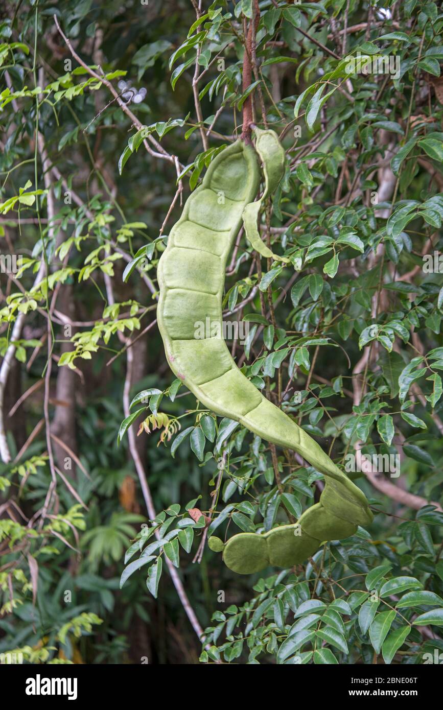 Fagiolo di mare, o cuore di mare (Entada sp) Sabah, Borneo. Foto Stock