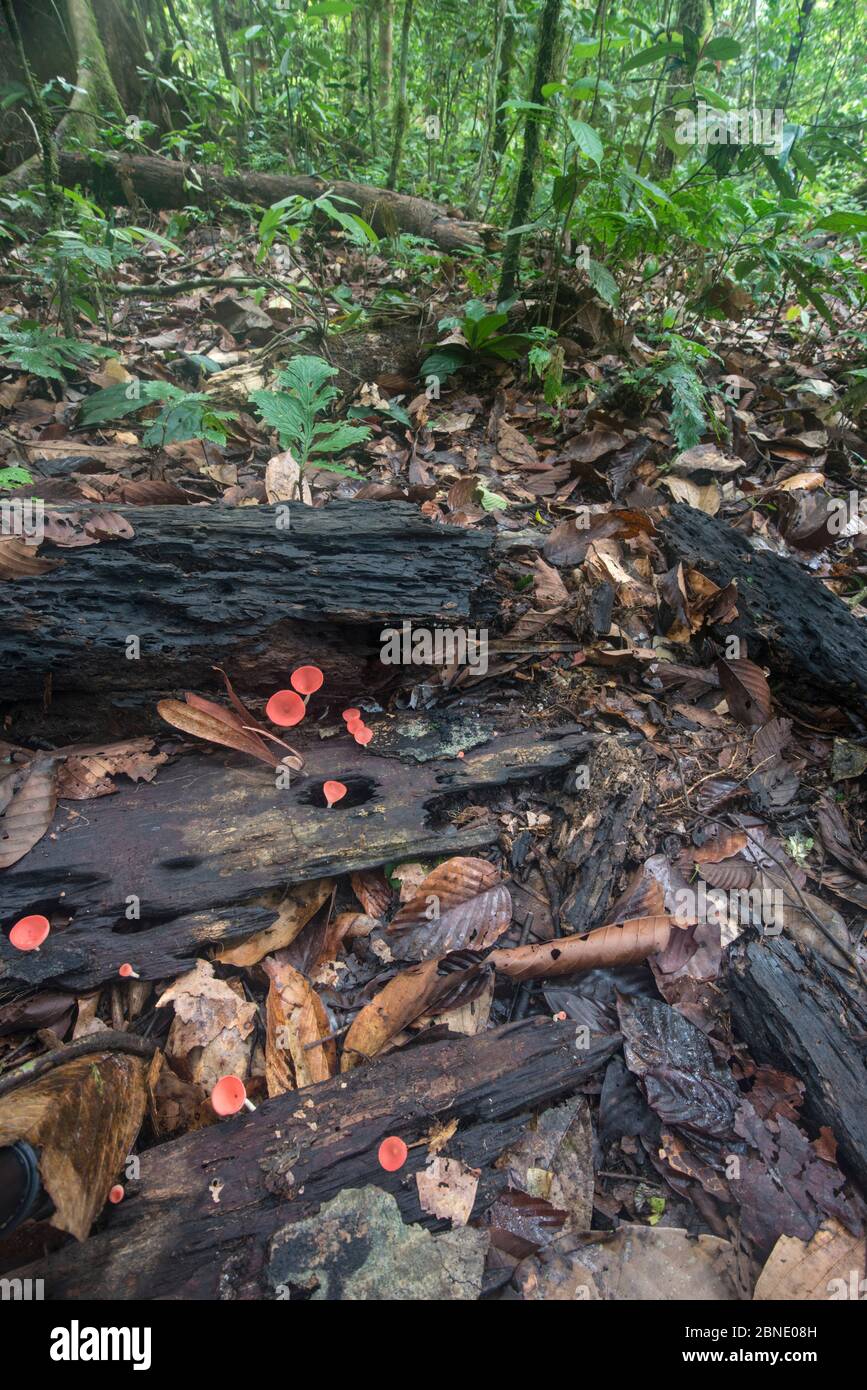 Tazza di funghi (cookie sp) su fondo foresta, Sabah, Borneo. Foto Stock