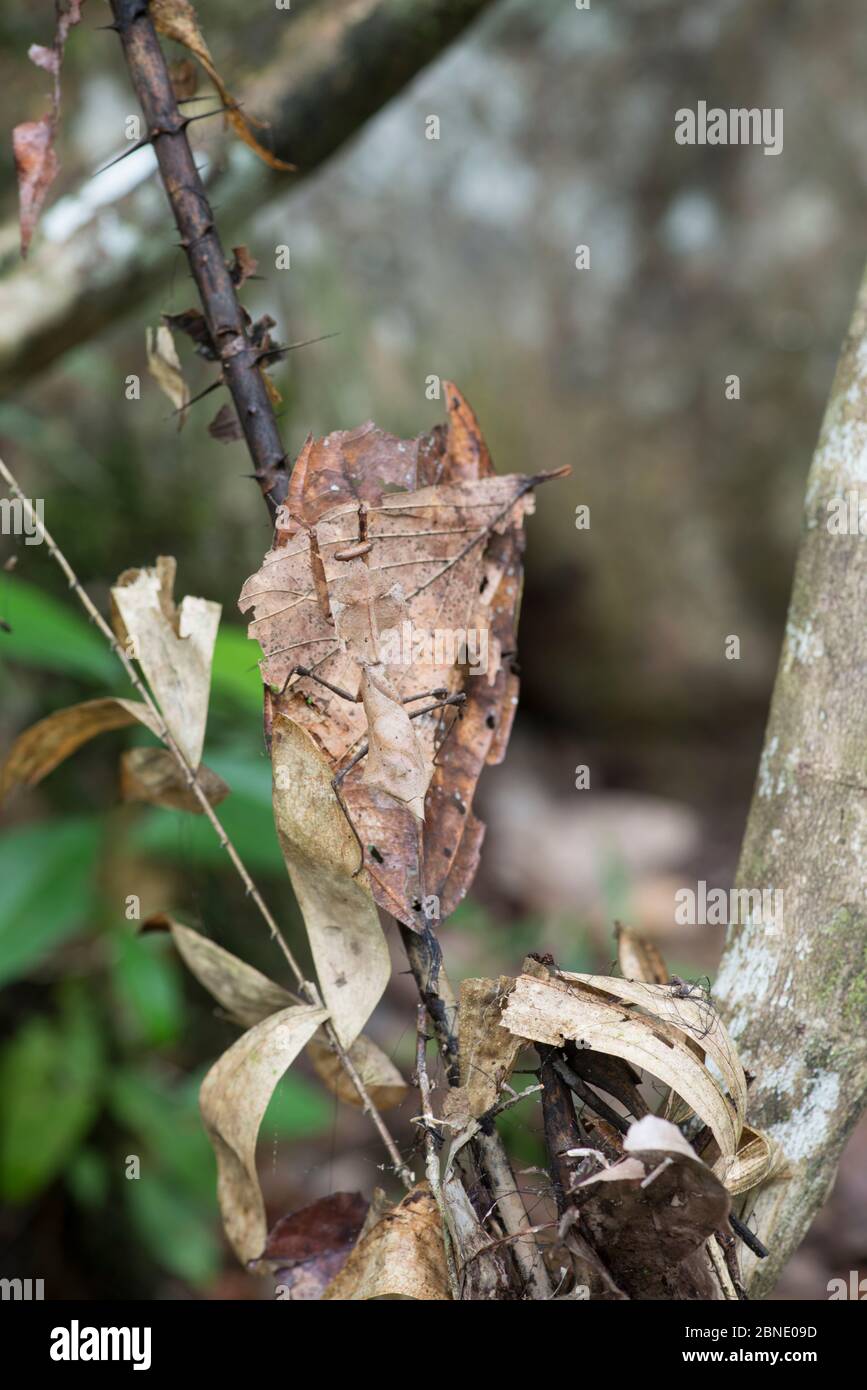 Mantis a foglia morta (Deroplatys essiccata) mimetato su foglia, Sabah, Borneo. Foto Stock