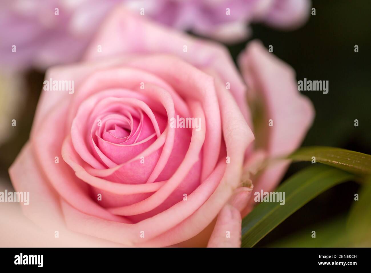 Bouquet di rose inglesi Foto Stock