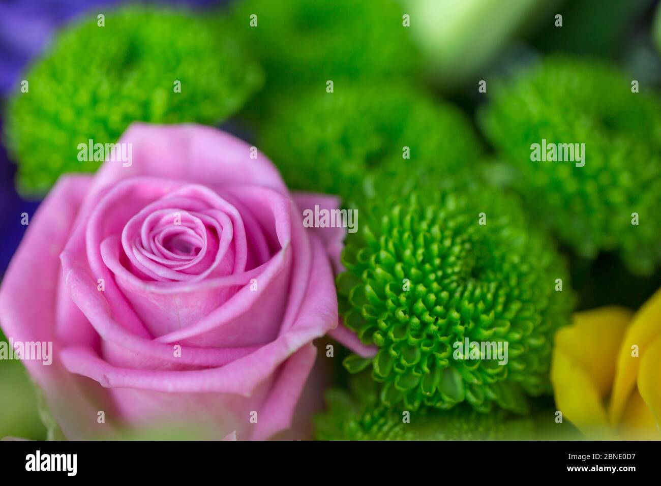 Bouquet di rose inglesi Foto Stock