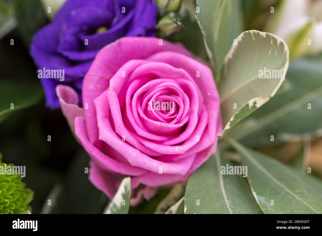 Bouquet di rose inglesi Foto Stock