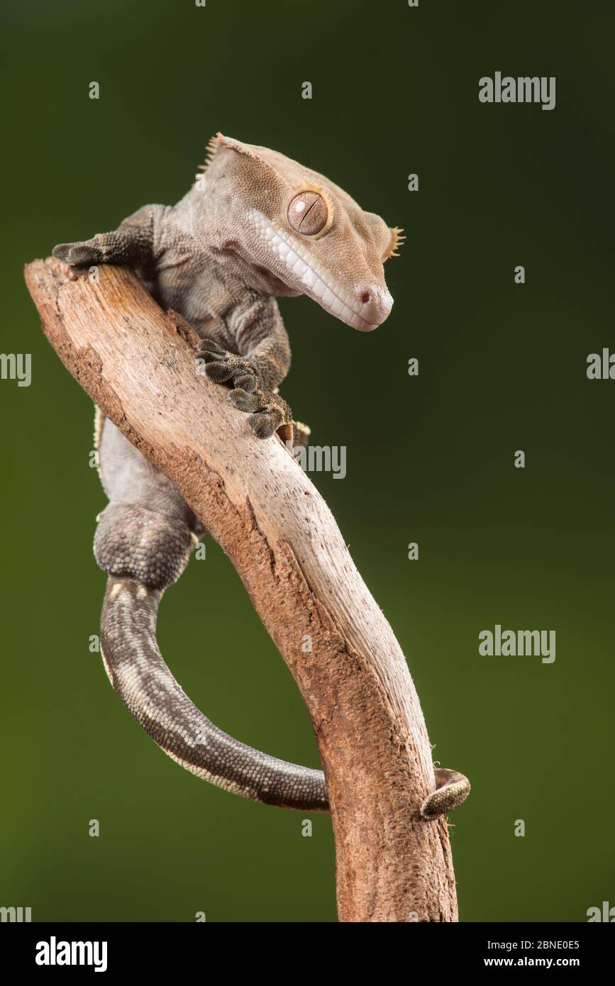 Crested gecko (Correlophus ciliatus) captive, nativo di Nuova Caledonia. Foto Stock