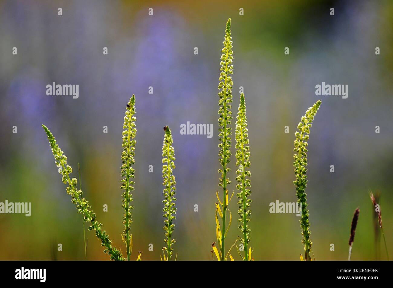 Punte di fiore di saldatura (Reseda luteola). Portland, Dorset, Regno Unito, giugno. Foto Stock