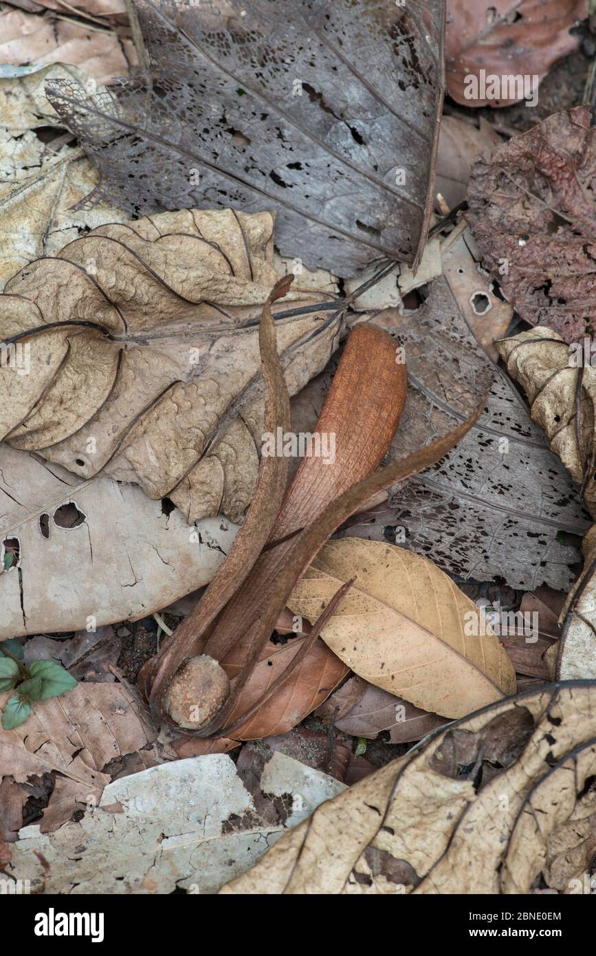 Seme alato di albero di Dipterocarp (Shorea sp.) su fondo di foresta, valle di Danum, Sabah, Borneo Foto Stock