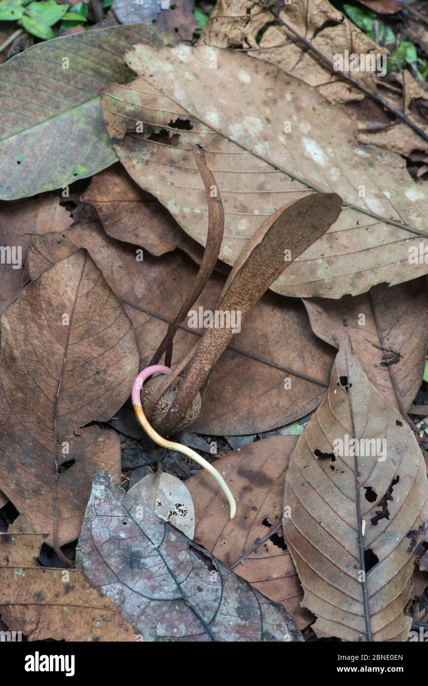 Seme alato di albero di Dipterocarp (Shorea sp.) su fondo di foresta, iniziando a germinare. Valle del Danum, Sabah, Borneo Foto Stock