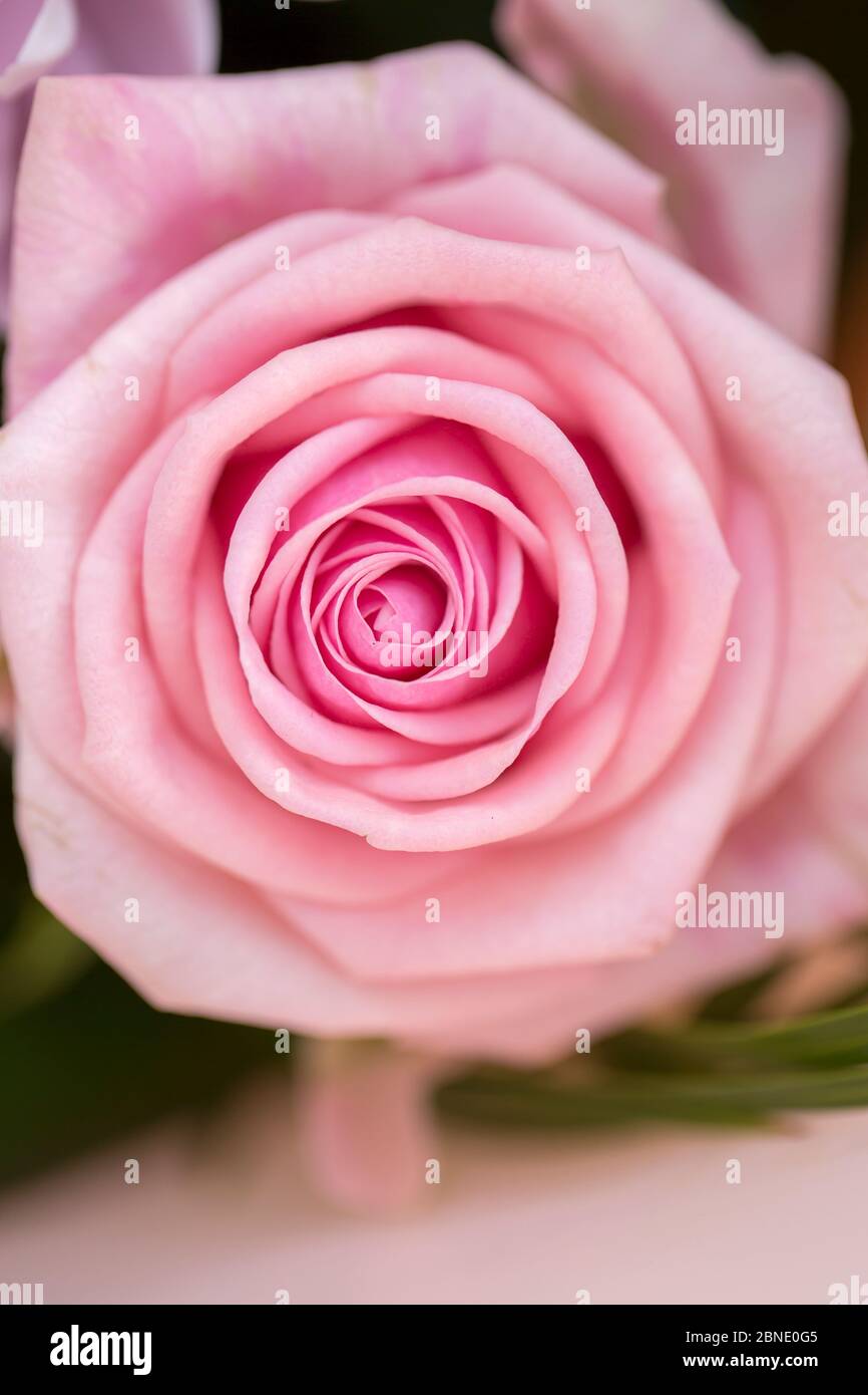 Bouquet di rose inglesi Foto Stock