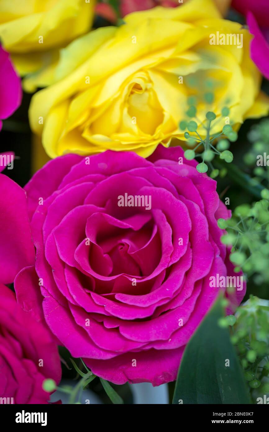 Bouquet di rose inglesi Foto Stock