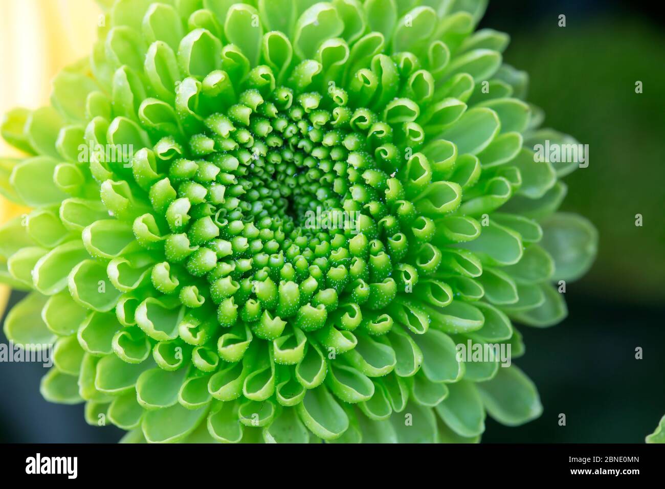 Bouquet di rose inglesi Foto Stock