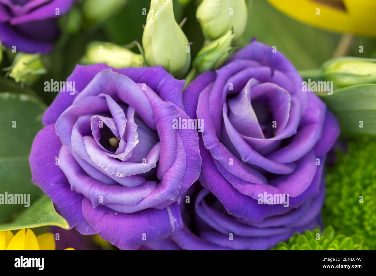 Bouquet di rose inglesi Foto Stock