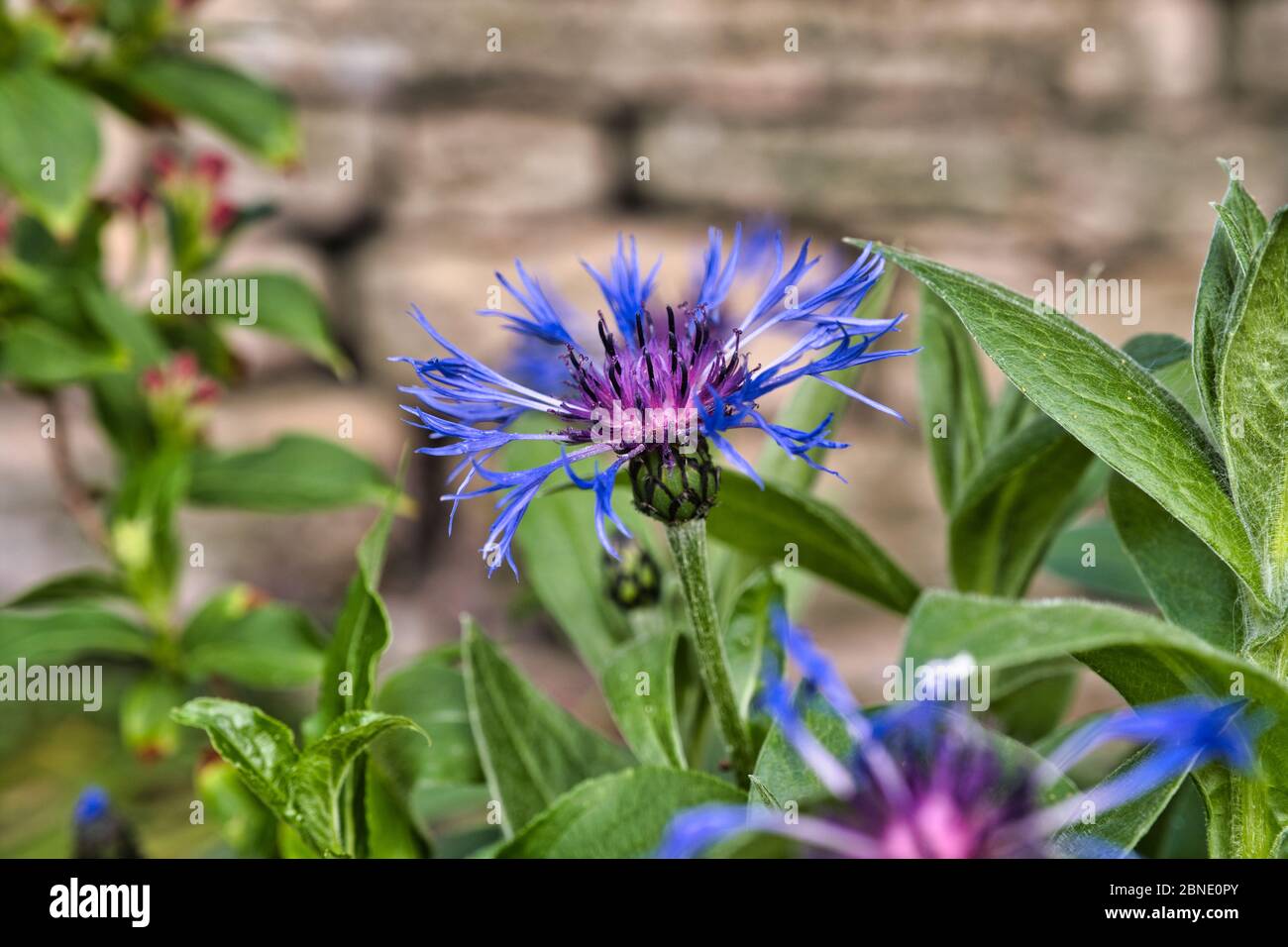 Centaurea montana, Perrenial Cornflower, Mountain Bluet, Batchelor's Button, montane knapweed, mountain Cornflower, in fiore Foto Stock