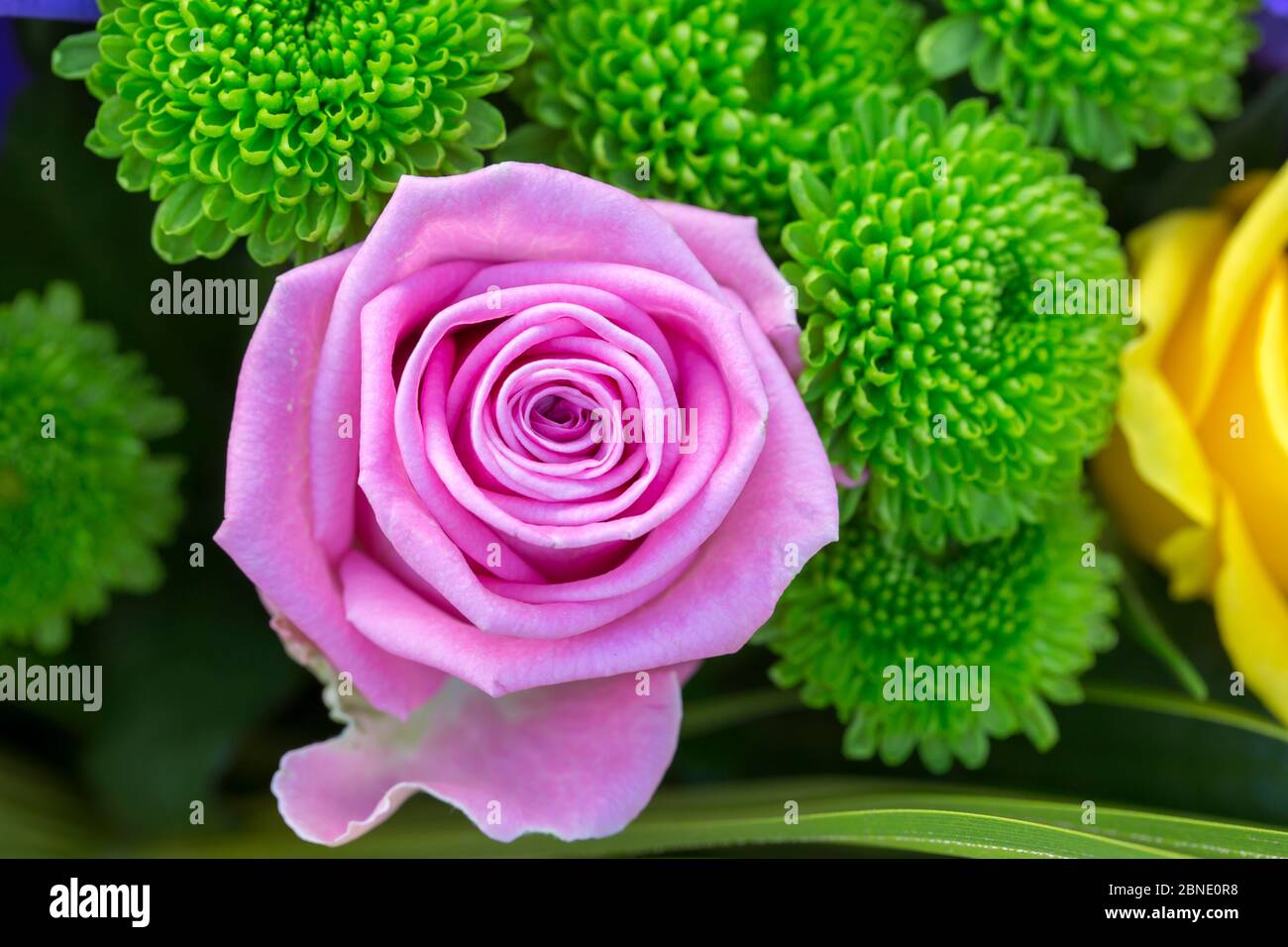 Bouquet di rose inglesi Foto Stock