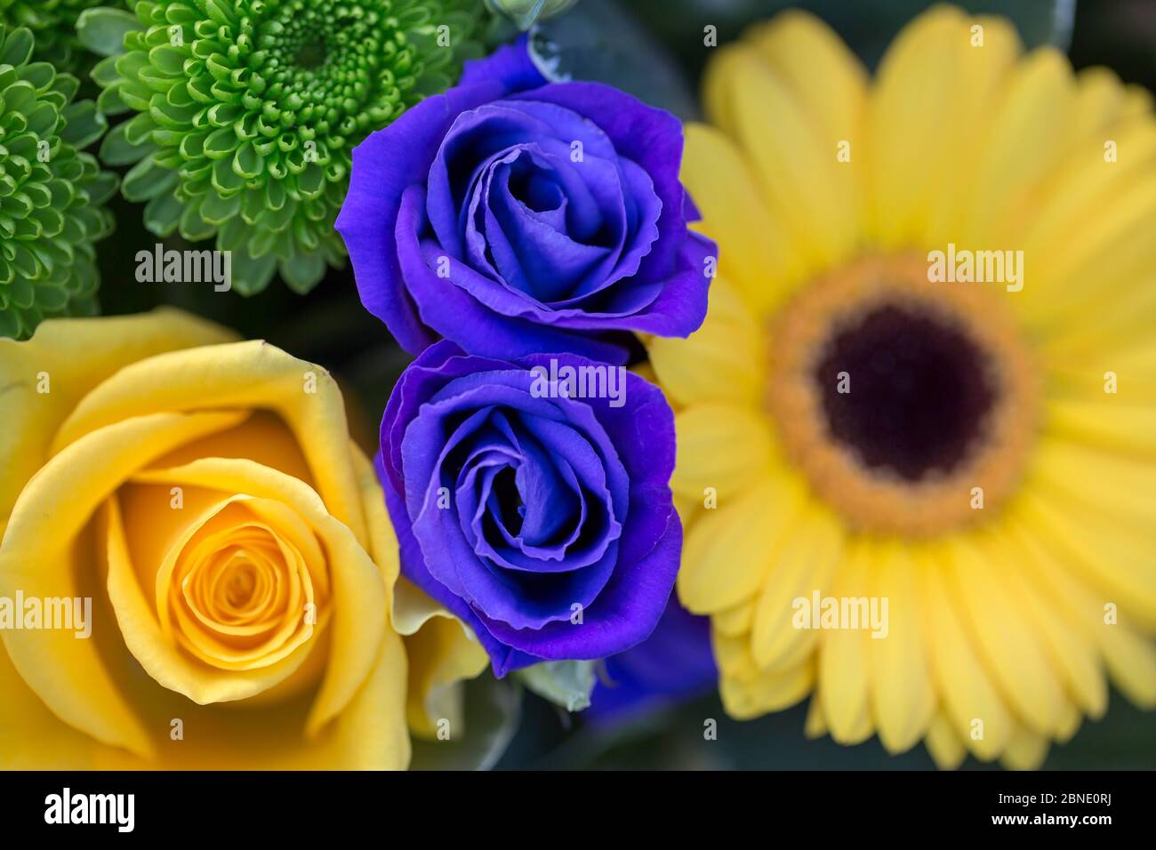 Bouquet di rose inglesi Foto Stock